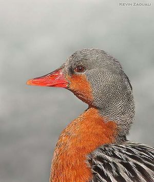 Pato de Torrente hembra.jpg