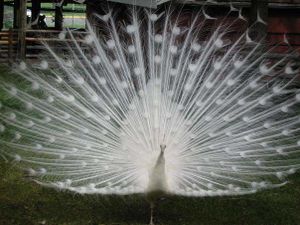 Pavo-real-blanco.jpg
