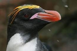 Pinguino penacho anaranjado 21.jpg