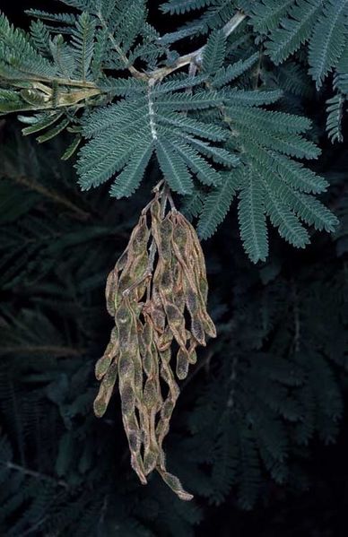 Archivo:Acacia fulva 2.jpg