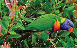 Amazonas de slucía.jpg