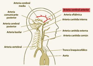 Arteria cerebrar anterior-.png