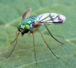 Condylostylus.jpg