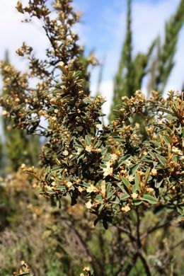 Croton splendidus.jpeg