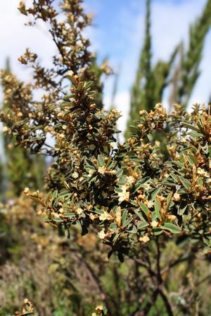 Croton splendidus.jpeg