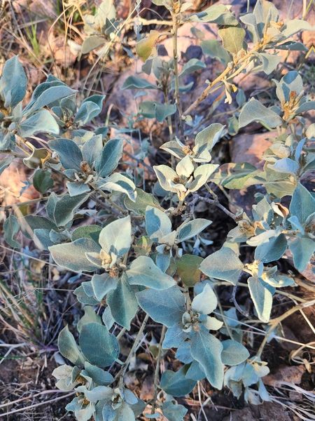 Archivo:Croton suaveolens.jpeg