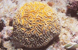 Dichocoenia stokesii.JPG