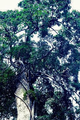 Ficus elasticoides.jpg