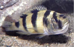 Haplochromis latisfasciatus.JPG