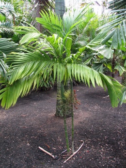 Palmera2.jpeg