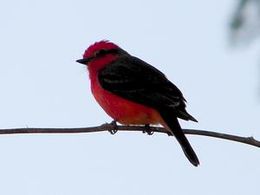 Papamoscas cardenal.jpg