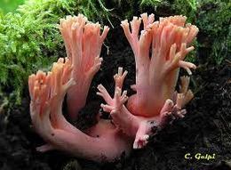 Ramaria subbotrytis.jpg