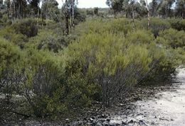 Acacia lobulata.jpg