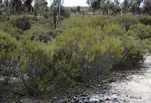 Acacia lobulata.jpg