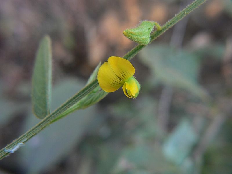 Archivo:Crotalaria leptostachya 2.jpg