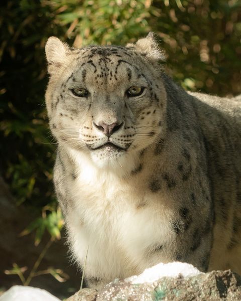 Archivo:Leopardo de las nieves1.jpg