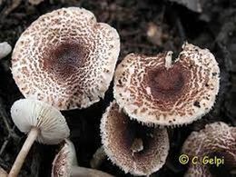 Lepiota s.jpg