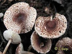 Lepiota s.jpg