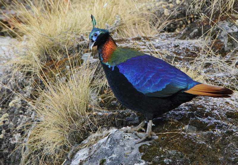 Archivo:Lophophorus impejanus.jpg