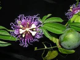 Passiflora pedata.jpg