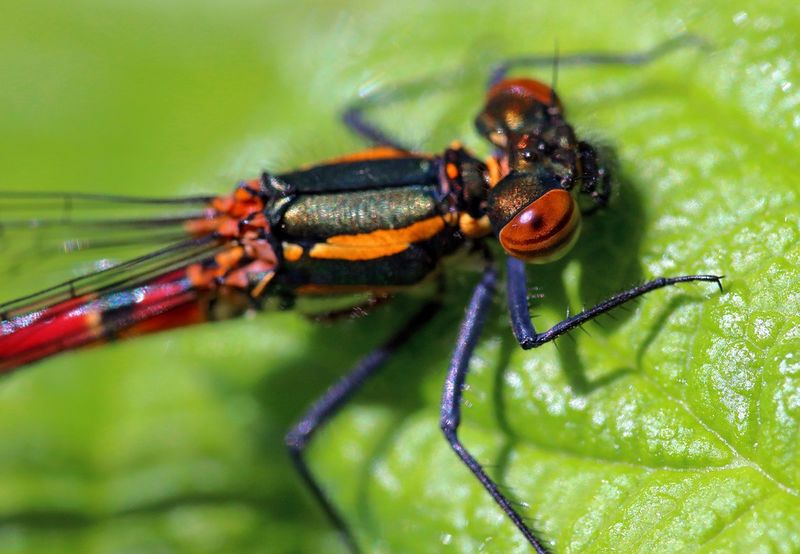 Archivo:Pyrrhosoma nymphula.jpg