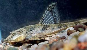Rineloricaria-fallax-01.jpg