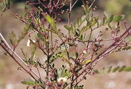 Acacia gilbertii.jpg