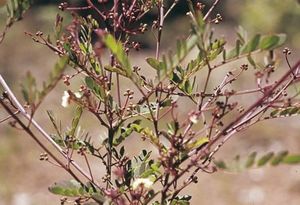 Acacia gilbertii.jpg