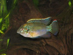Anomalochromis thomasi.jpg