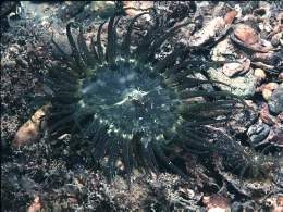 Anthopleura-ballii.jpg