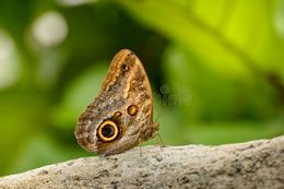 Caligo beltrao.jpg