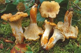 Cantharellus ferruginascens.jpg