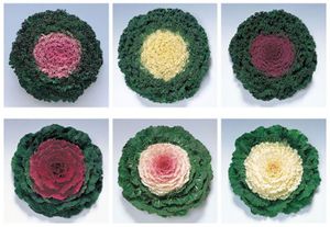 Coles-ornamentales-planta-en-maceta.jpg
