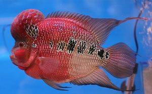 Flower-Horn-red-dragon.jpg