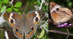 Junonia coenia.jpg