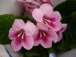 Streptocarpus x hybridus.jpeg