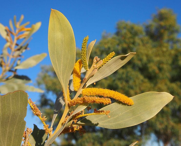 Archivo:Acacia colei 1.jpg