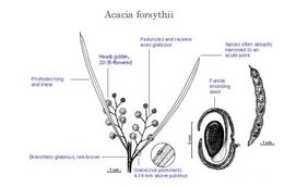 Acacia forsythii.jpg