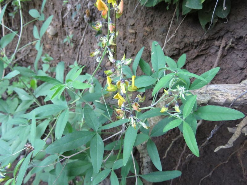 Archivo:Crotalaria mollicula.jpeg