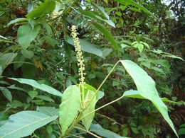 Croton rusbyi.jpg