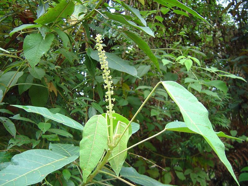 Archivo:Croton rusbyi.jpg