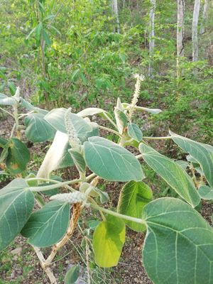 Croton suberosus.jpg