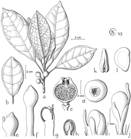 Ficus casearioides ilustracion.gif