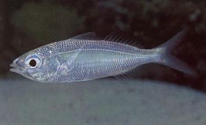 Mojarra delgada.JPG