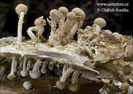 Onygena equina.jpg