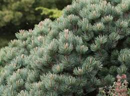 Pinus culminicola.jpg