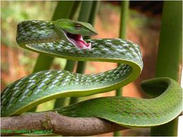 Serpiente verde de la vid.jpg