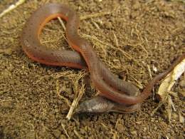 Tretanorhinus nigroluteus.jpg