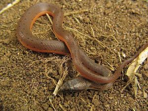 Tretanorhinus nigroluteus.jpg