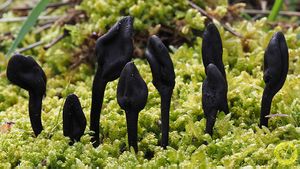 Trichoglossum hirsutum.jpg